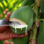 Forget Your Evening Fruit — This One Tiny Drop Supports Your Digestion Naturally