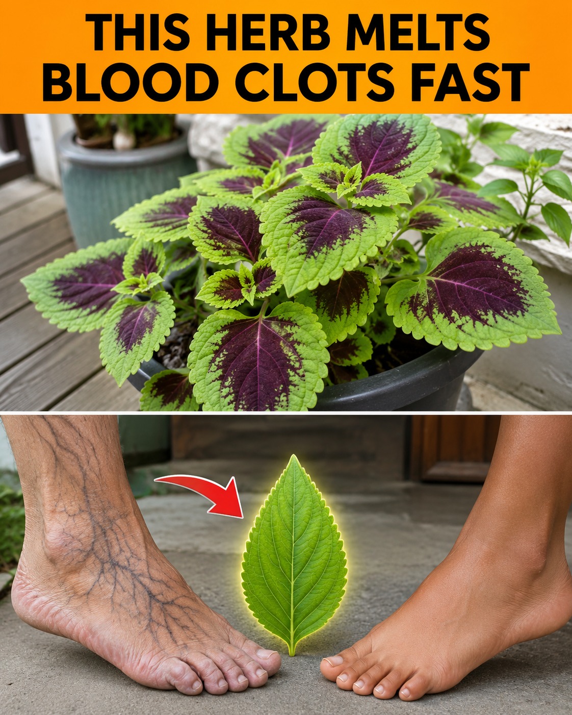 6 Powerful Herbs That May Help Support Healthy Circulation and Reduce Blood Clot Risk Naturally